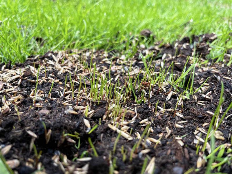 Start With Seed-to-Soil Contact, Not a Single-Cause Verdict