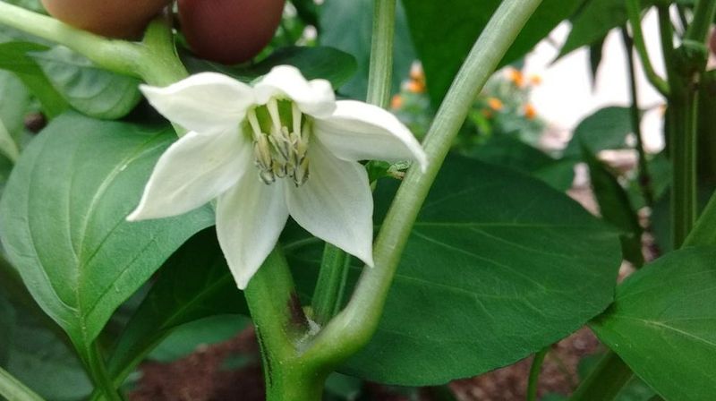 Start by checking whether the plant made flowers