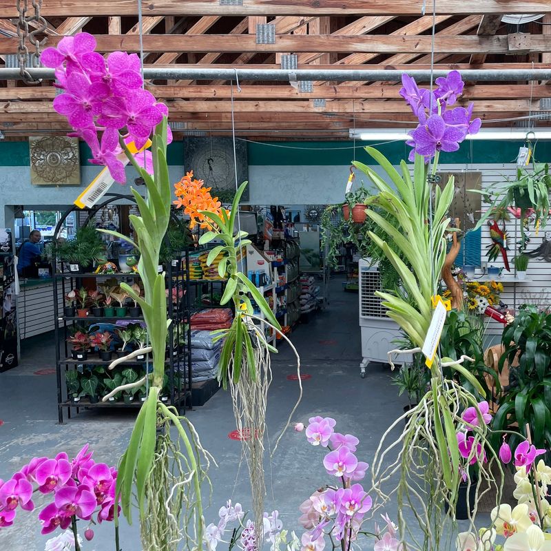 Start by identifying the orchid