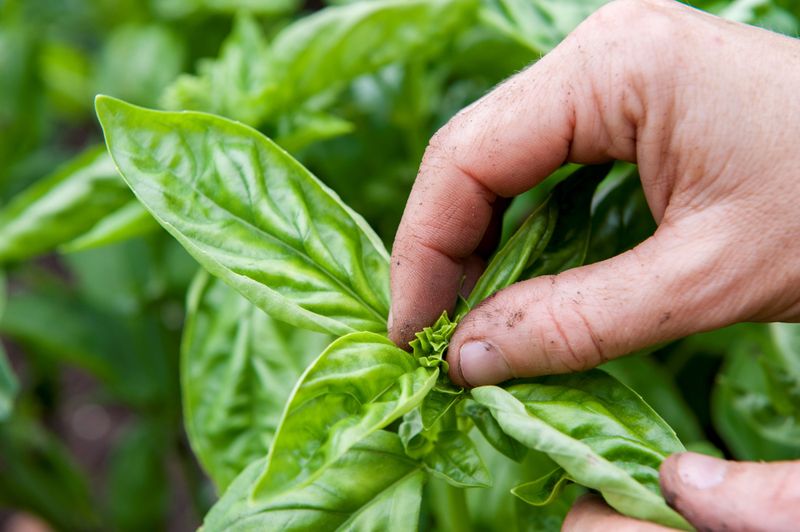 Start the leafy harvest before flowering takes over