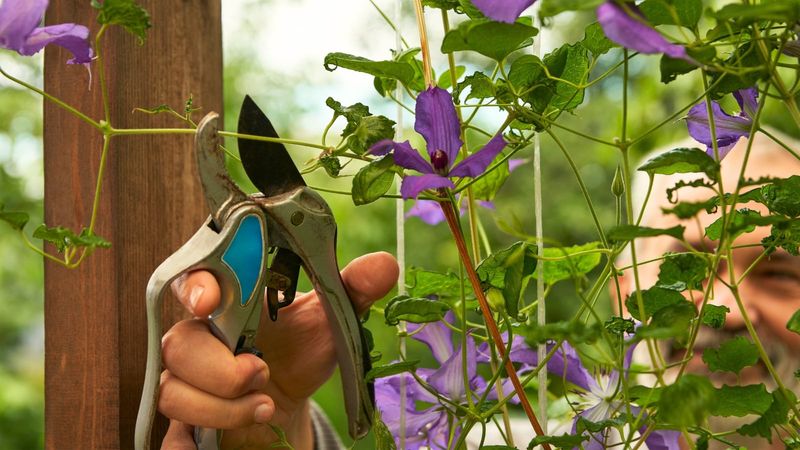 Start with a healthy, nonflowering stem Start with a healthy, nonflowering stem