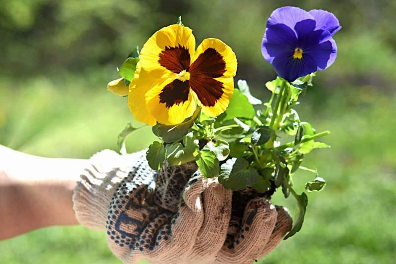 Start with a healthy transplant and a well-prepared bed