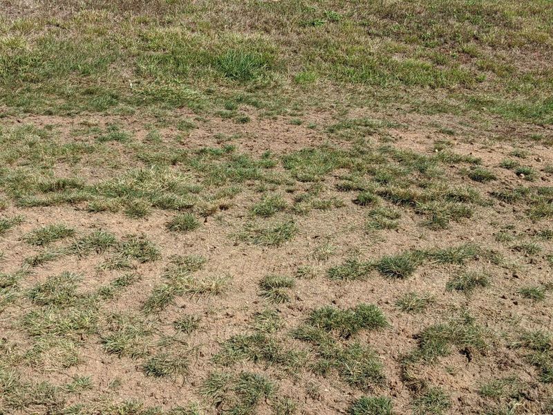 Start with a site audit, not another bag of seed