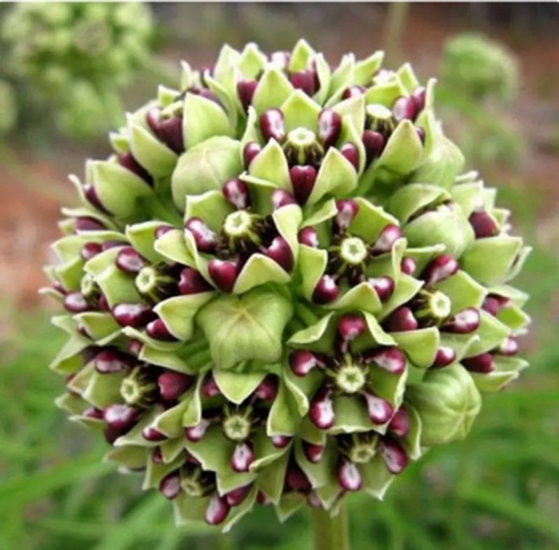 Start with antelope-horns milkweed
