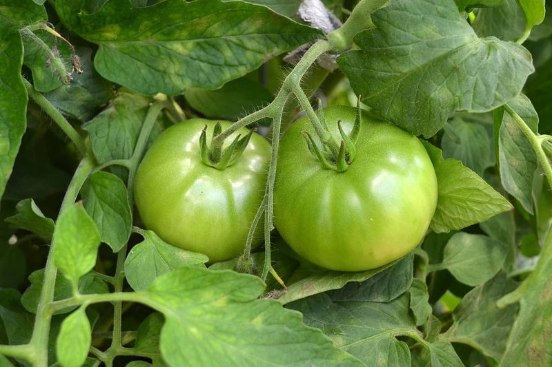 Start with fruit maturity, not fertilizer