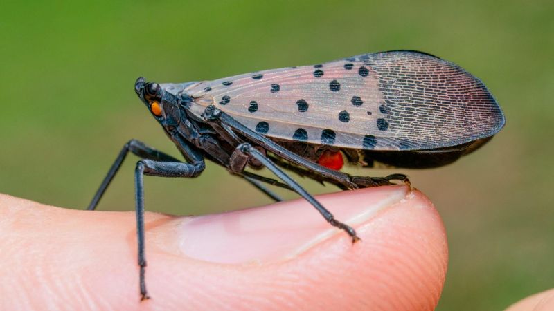 Start with removal and wildlife-safe monitoring