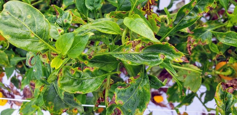 Start with sanitation and integrated pest management Start with sanitation and integrated pest management