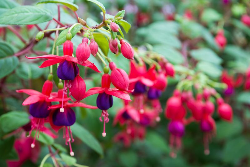 Start with the fuchsia North Carolina gardeners actually grow Start with the fuchsia North Carolina gardeners actually grow