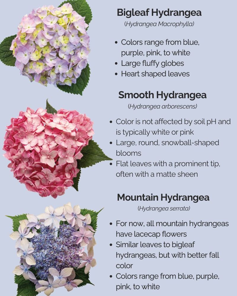 Start with the hydrangea’s wood type Start with the hydrangea’s wood type