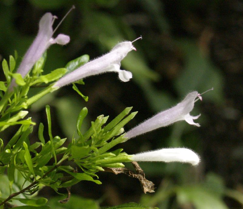 Start with the right Mexican oregano