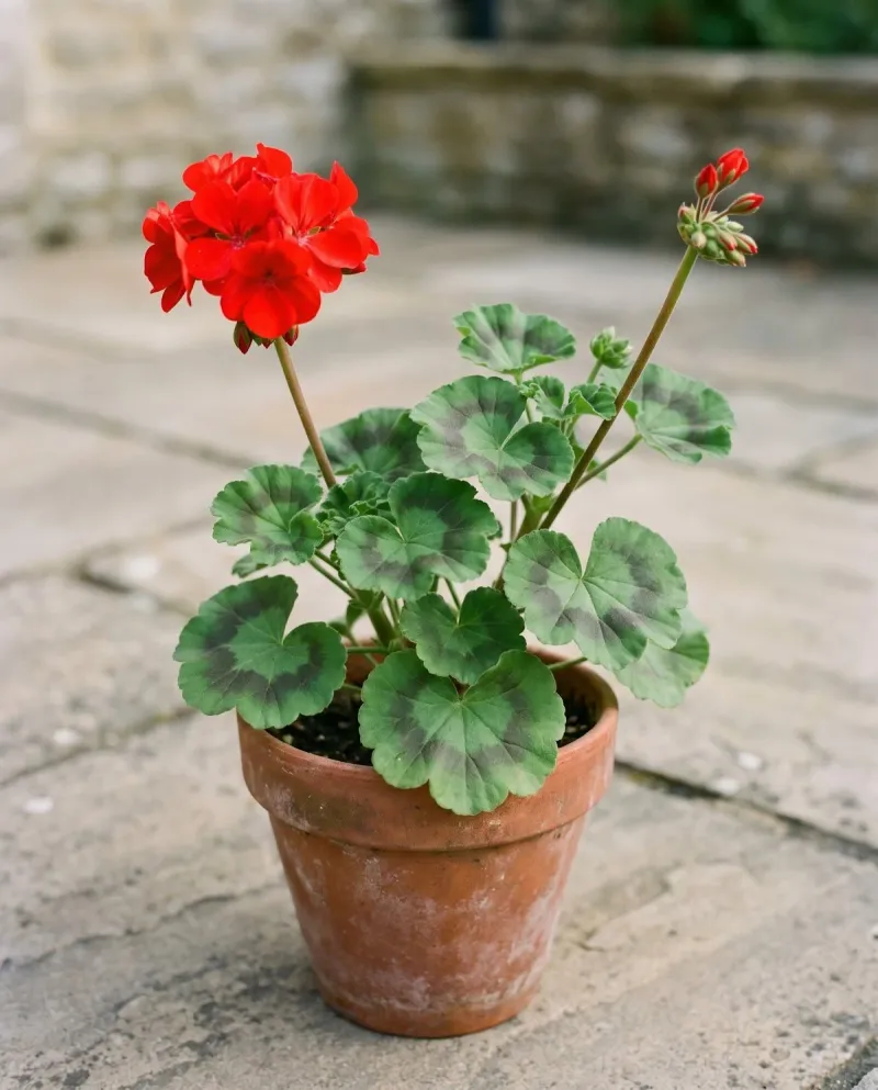 Start with the right kind of geranium