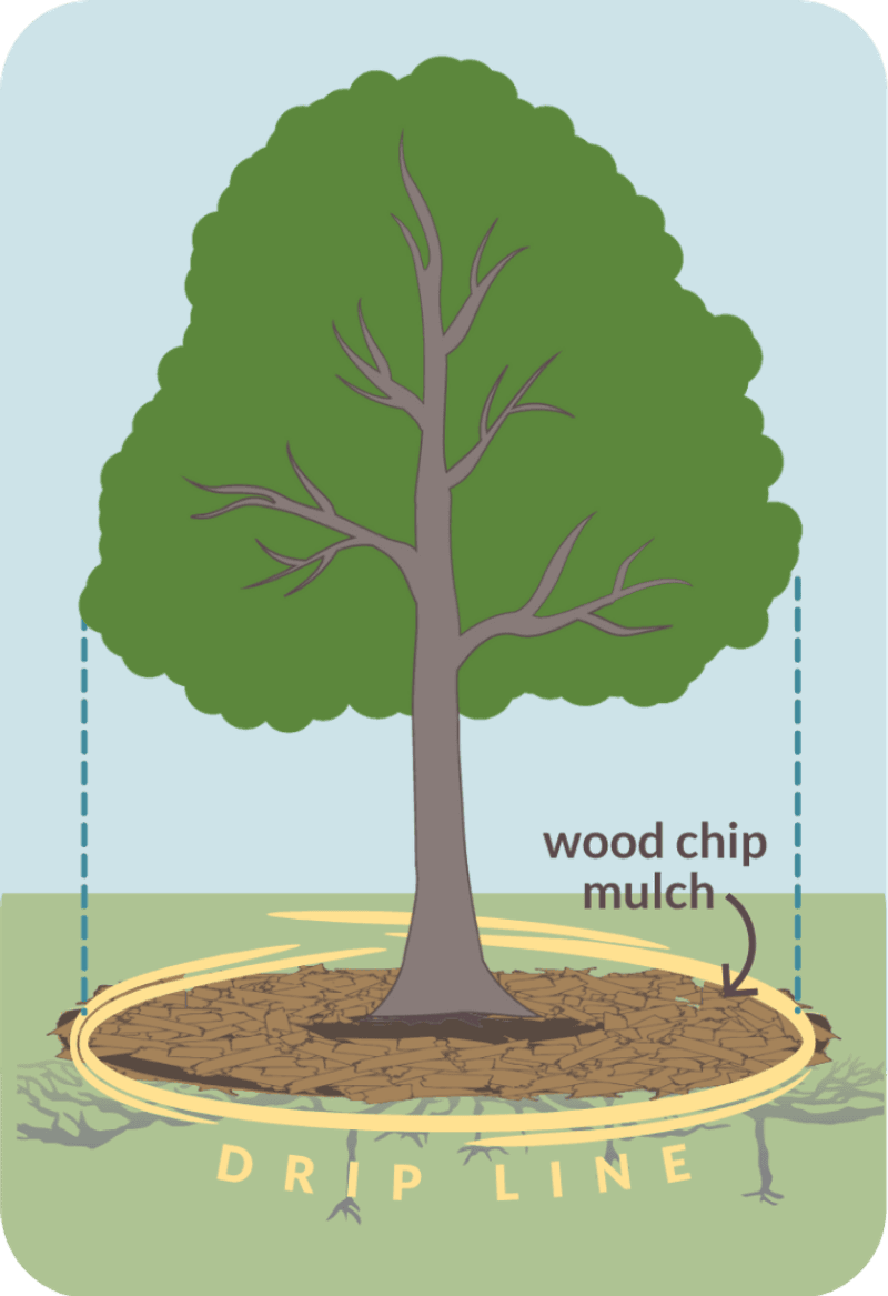 Start with the soil, not the thermometer