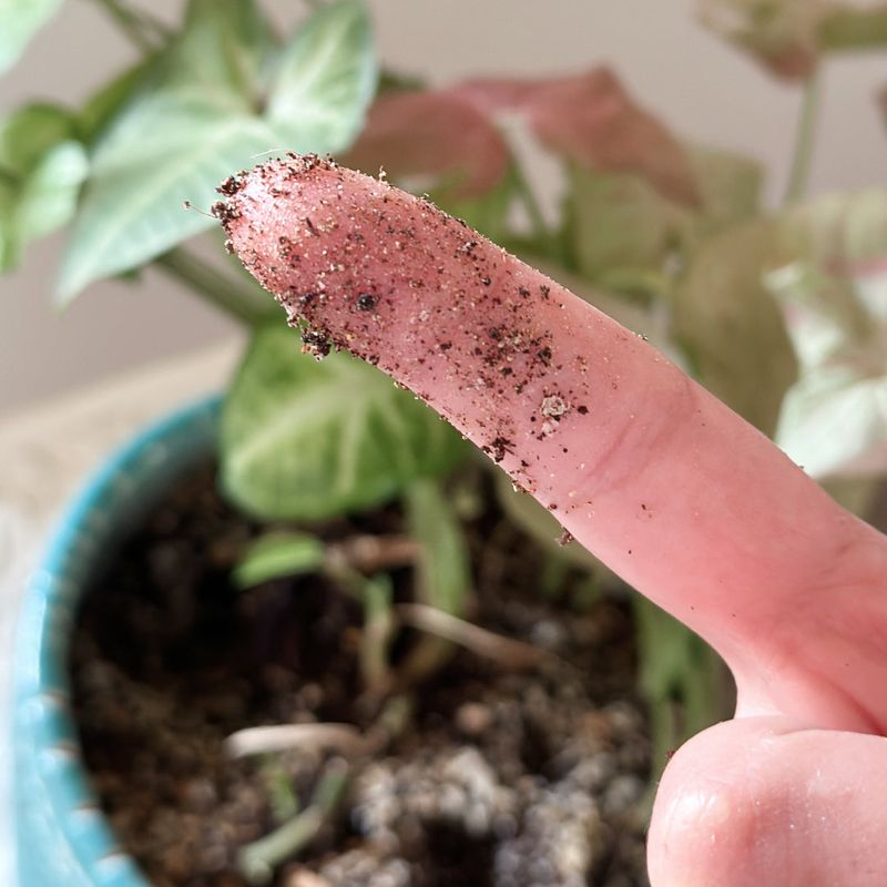 Start with the soil, not the wilted leaves