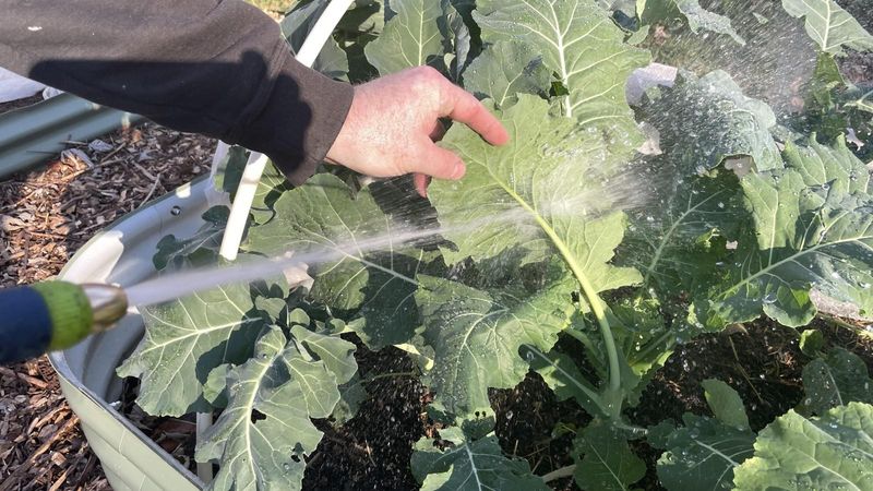 Start with water and selective pruning