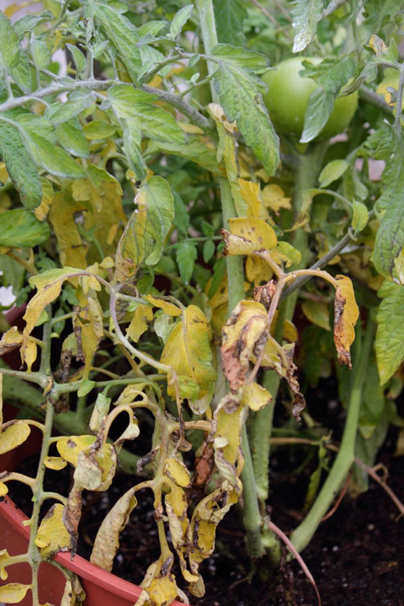 Start with where the yellowing appears Start with where the yellowing appears