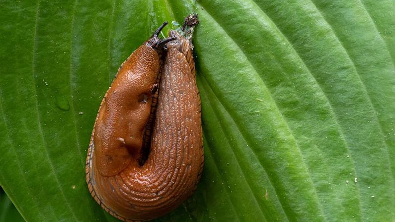 Stay Ahead of Slugs and Snails Stay Ahead of Slugs and Snails