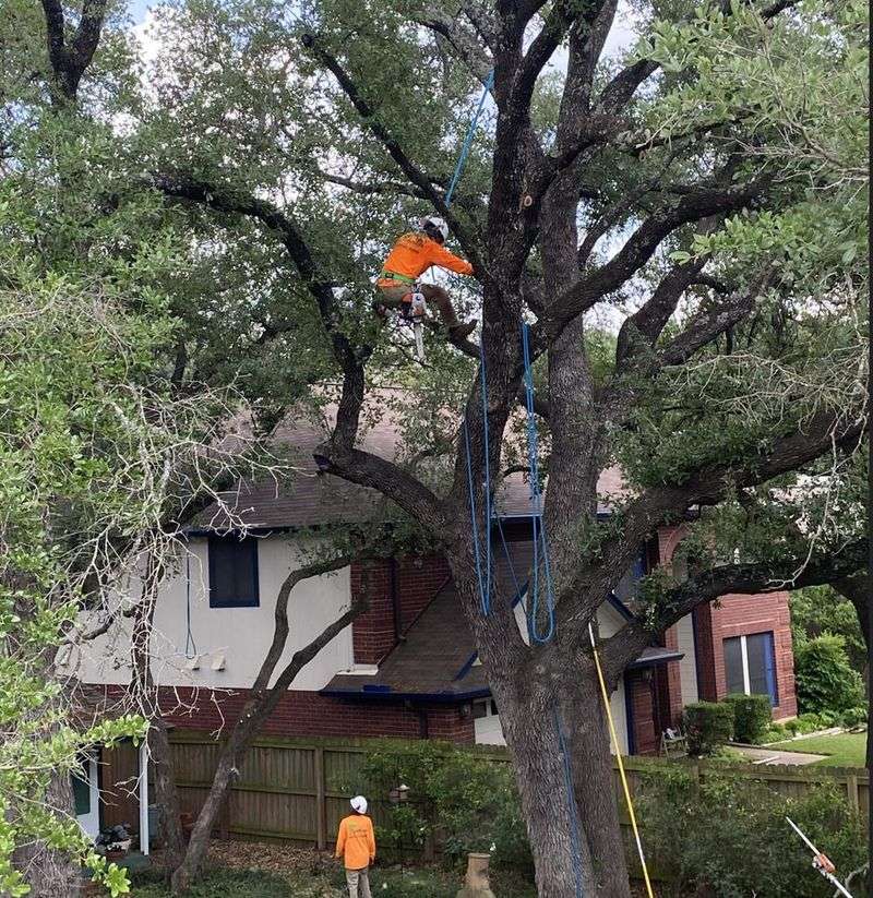 Steady moisture and careful pruning preserve the tree's advantages Steady moisture and careful pruning preserve the tree's advantages