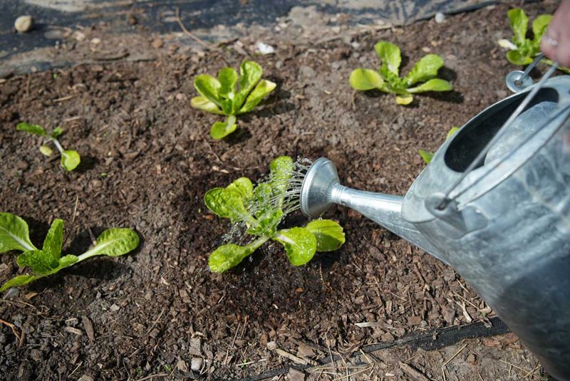 Steady moisture keeps heat from becoming a double stress Steady moisture keeps heat from becoming a double stress