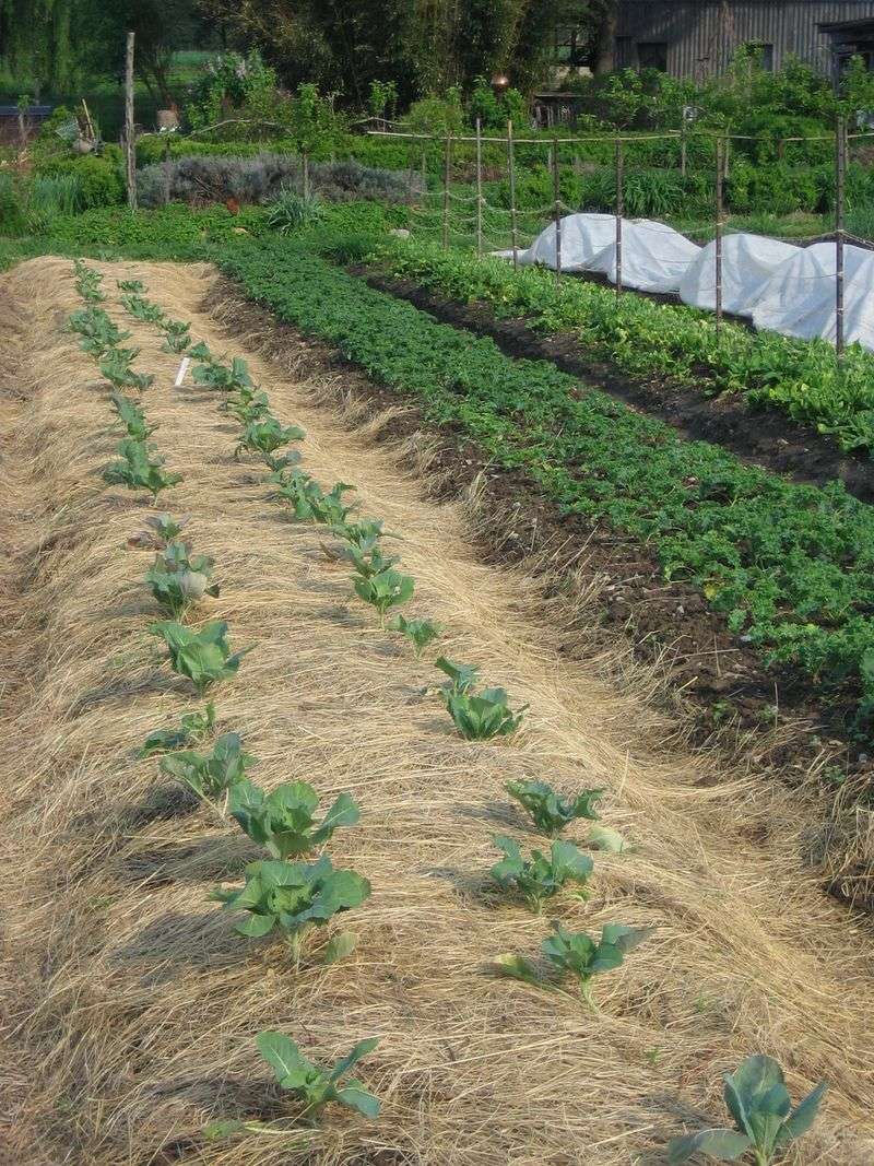 Steady soil moisture lowers the odds of a last-minute split