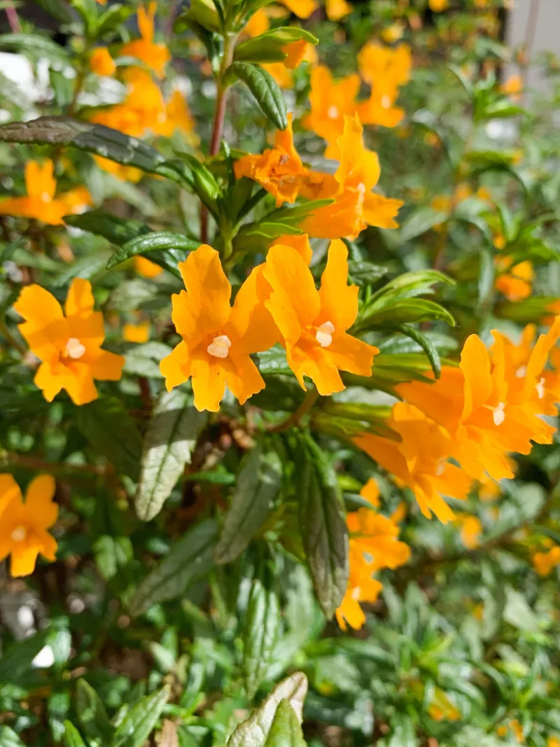 Sticky Monkey Flower (Diplacus aurantiacus) Sticky Monkey Flower (Diplacus aurantiacus)