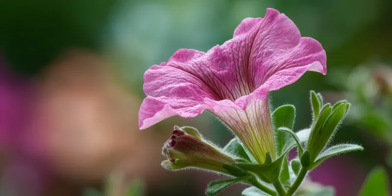 Sticky Petunia Foliage Can Be Normal Sticky Petunia Foliage Can Be Normal