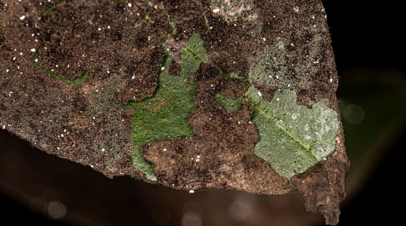Sticky leaves point to honeydew, not one proven culprit