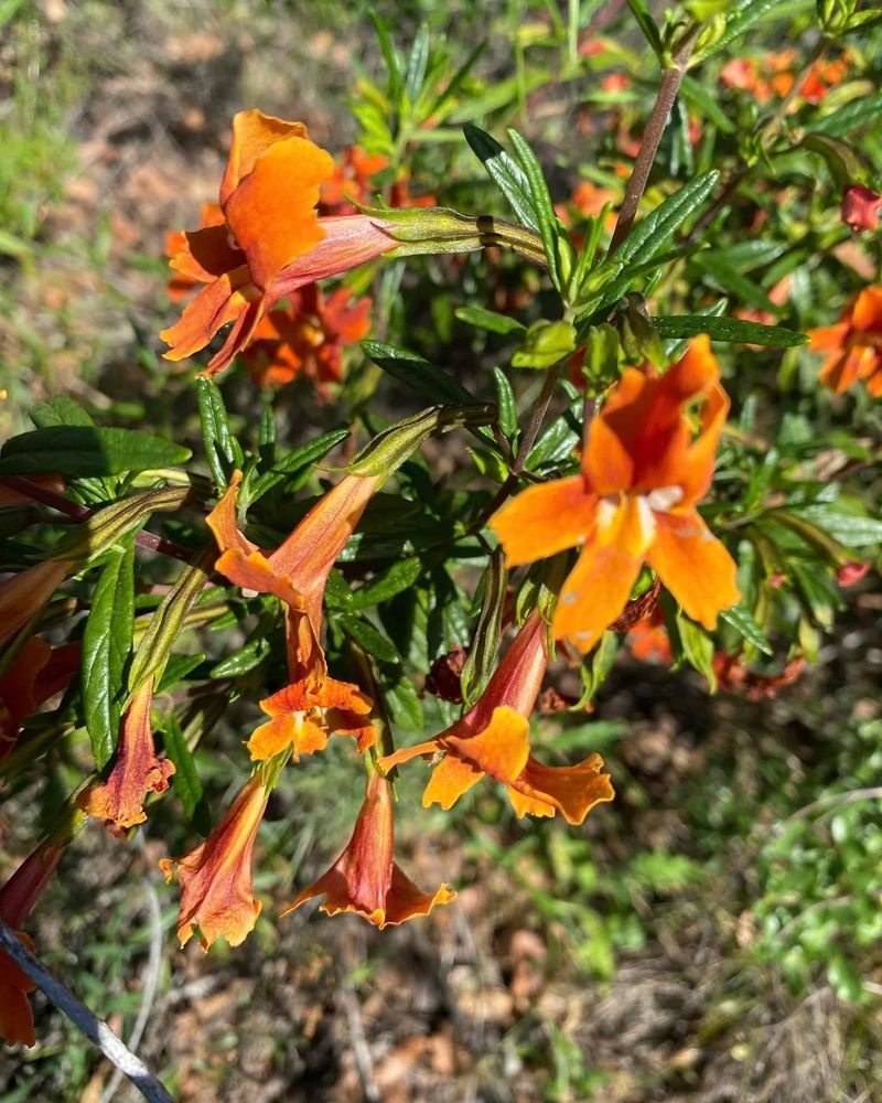 Sticky monkey flower