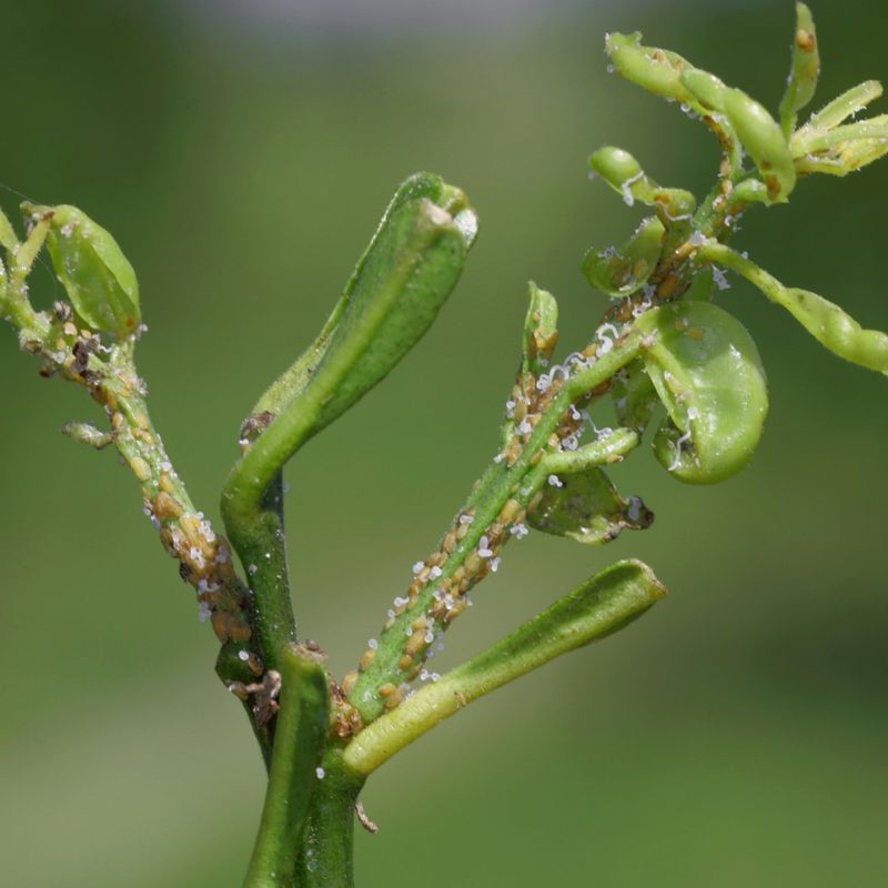 Sticky, waxy, or mottled leaves suggest other problems Sticky, waxy, or mottled leaves suggest other problems