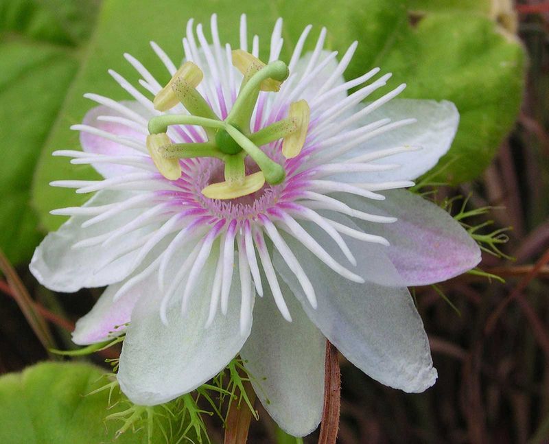 Stinking Passionflower