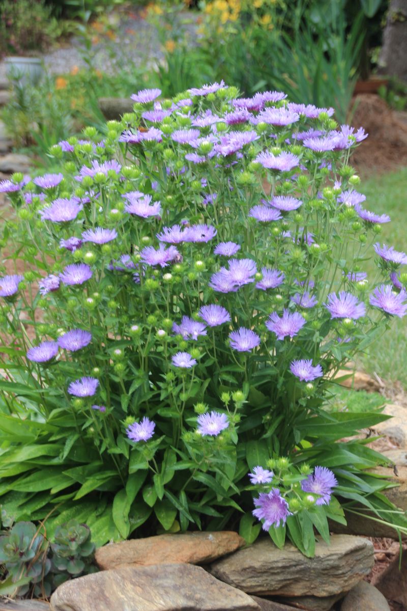 Stokes aster Stokes aster