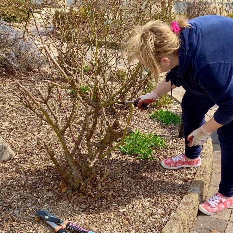 Stop Heavy Pruning by Late August