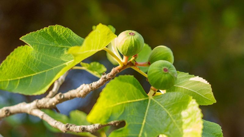 Stop late fertilizer before it encourages tender growth
