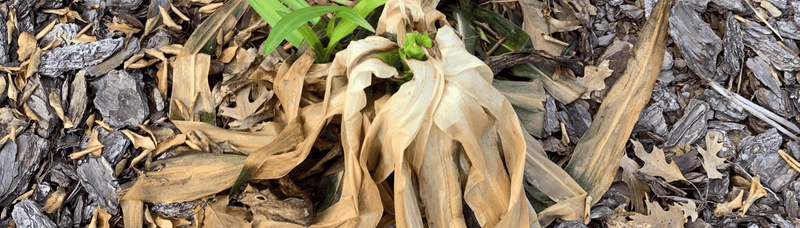 Storms, freezes, and disease can delay the harvest