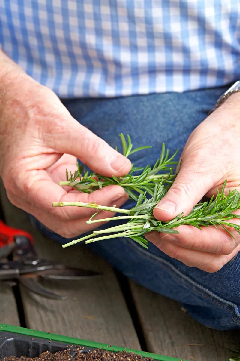 Stripping the Lower Leaves