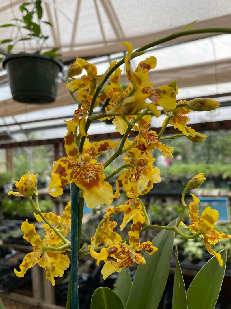 Succulents, Orchids, and Carnivorous Curiosities
