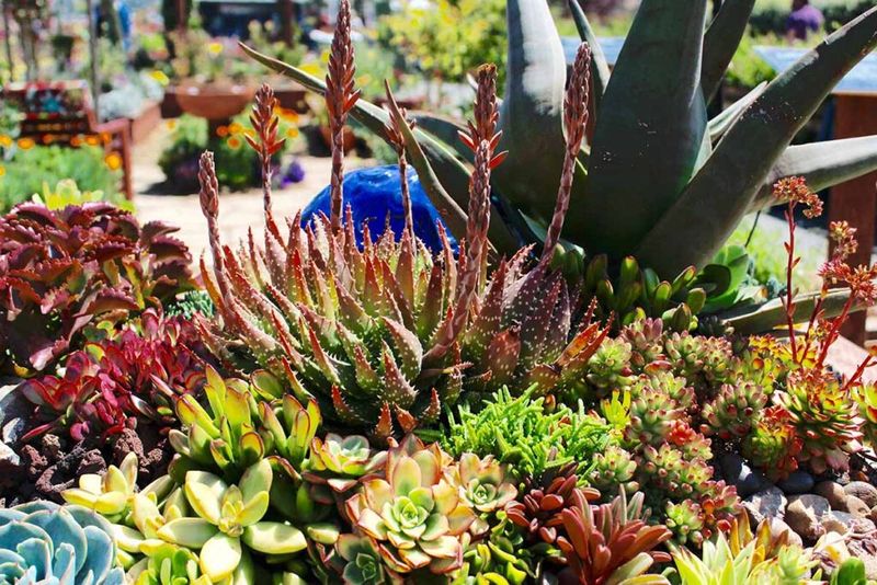 Succulents and Cacti Succulents and Cacti