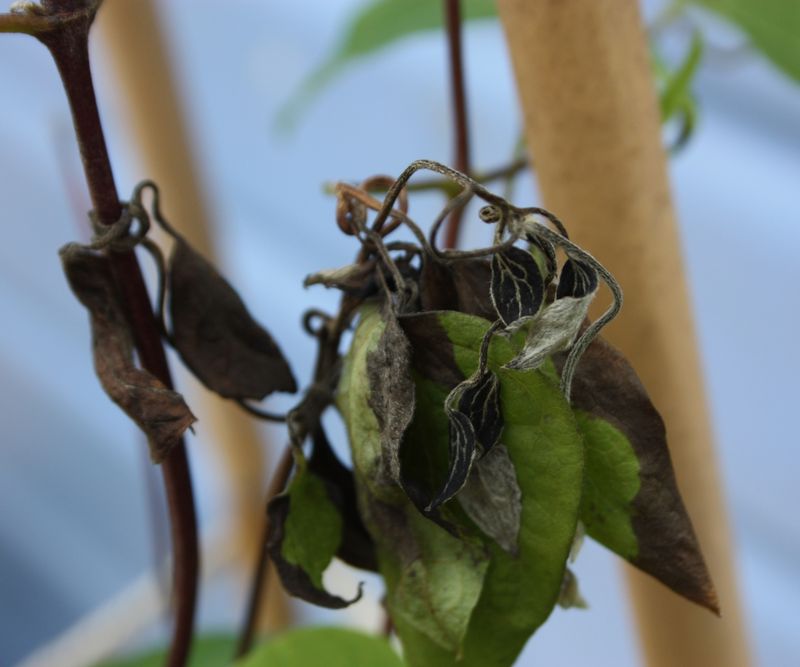 Sudden wilt points to a different problem