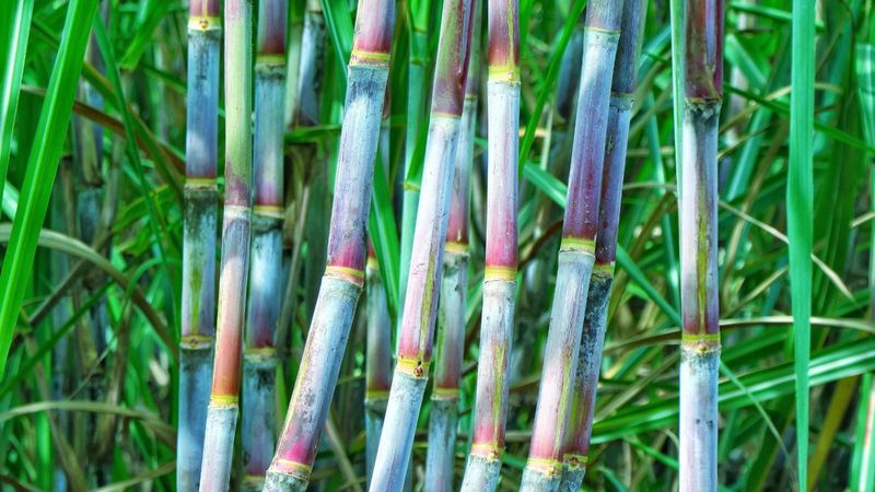 Sugarcane (in Certain Areas)