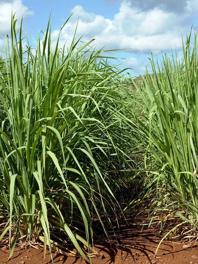 Sugarcane Sugarcane