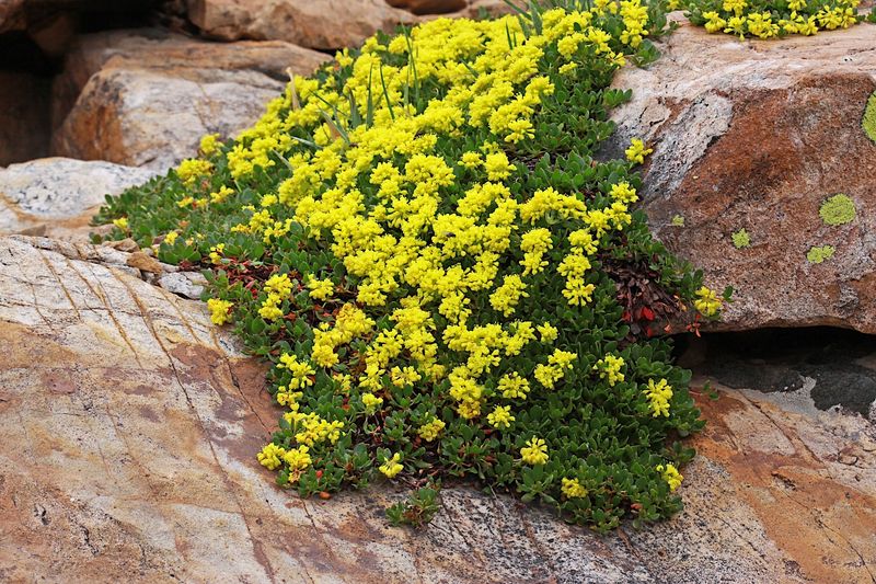 Sulphur Buckwheat (Eriogonum umbellatum)