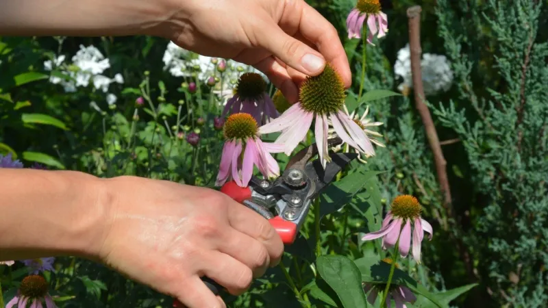 Summer deadheading can encourage more flowers