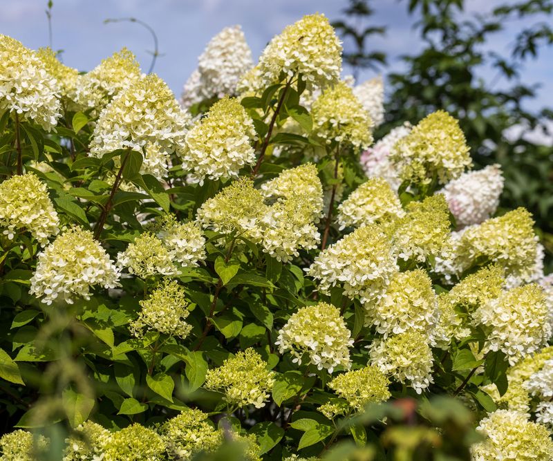 Sun exposure matters, but hydrangea type changes the answer