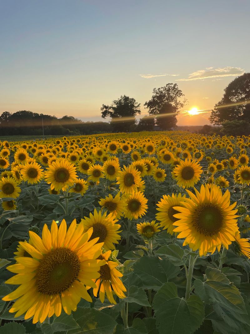 Sunflowers as Far as You Can See Sunflowers as Far as You Can See