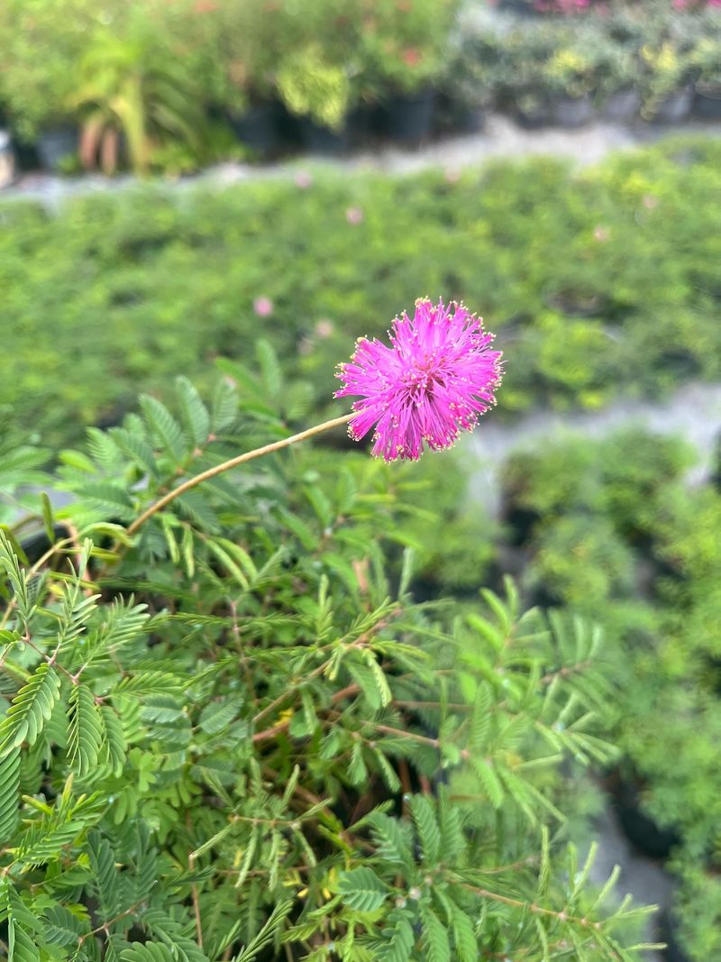 Sunshine Mimosa