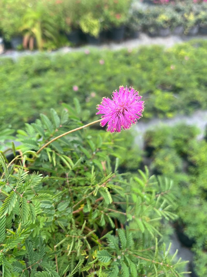 Sunshine Mimosa