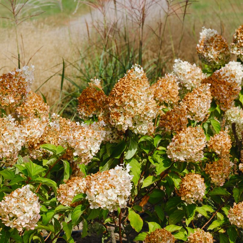 Support dormancy with moisture, mulch, and restraint