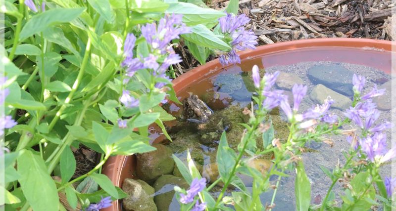 Support native toads with habitat that fits a Texas yard