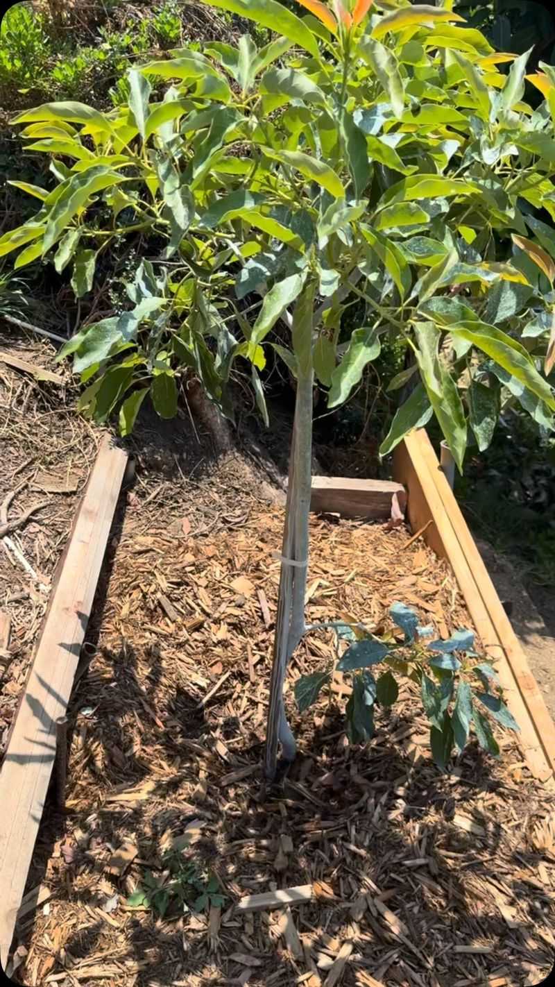 Support recovery without forcing new leaves