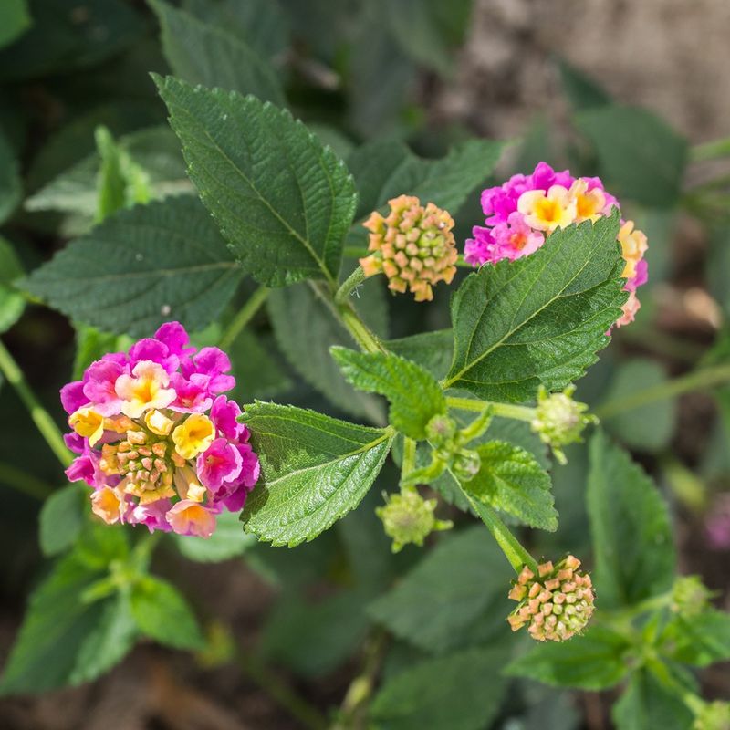 Support regrowth with water, sun, and restrained feeding
