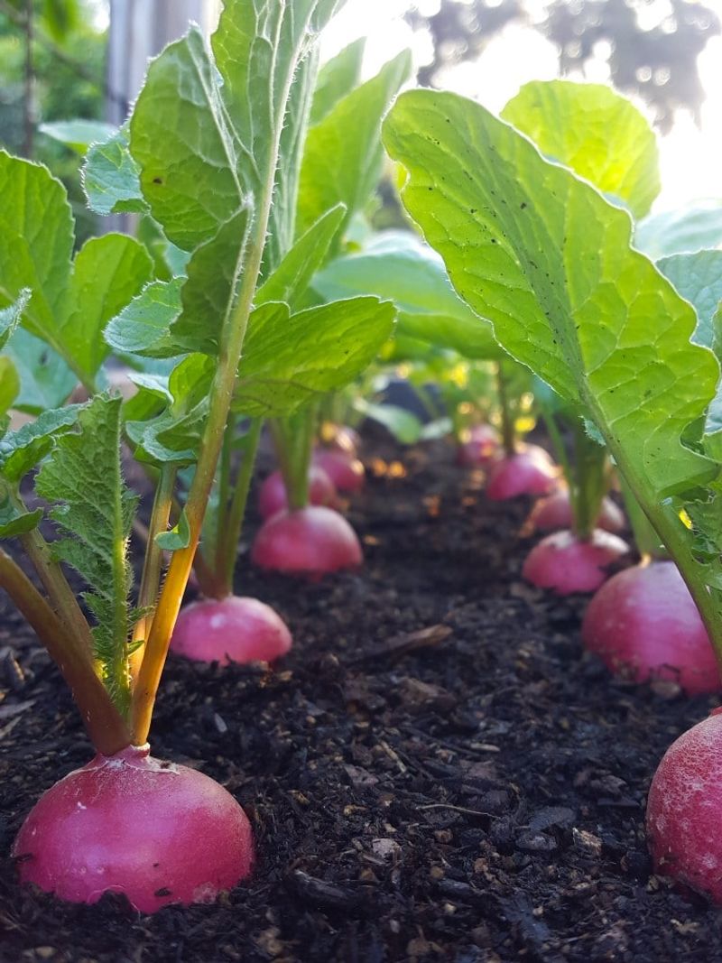 Support root enlargement with loose, evenly moist soil
